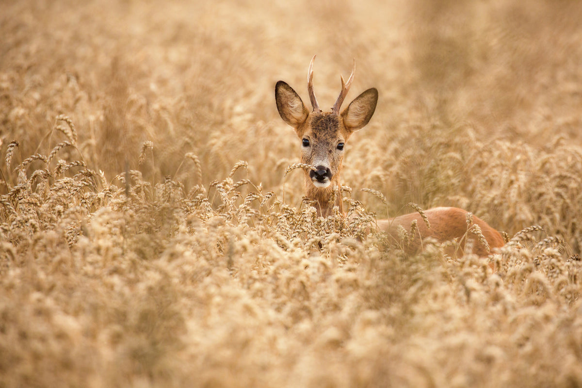 photo-wallpaper-deer-in-the-field-x