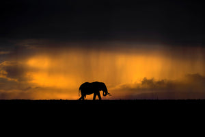 photo-wallpaper-elephant-in-a-rain-storm-at-sunset-x