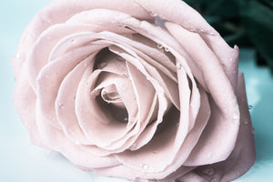 photo-wallpaper-pastel-rose