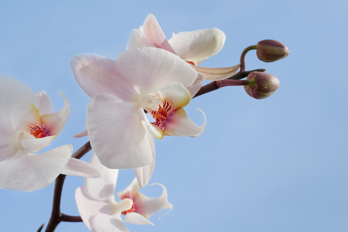 photo-wallpaper-orchid-in-the-sky