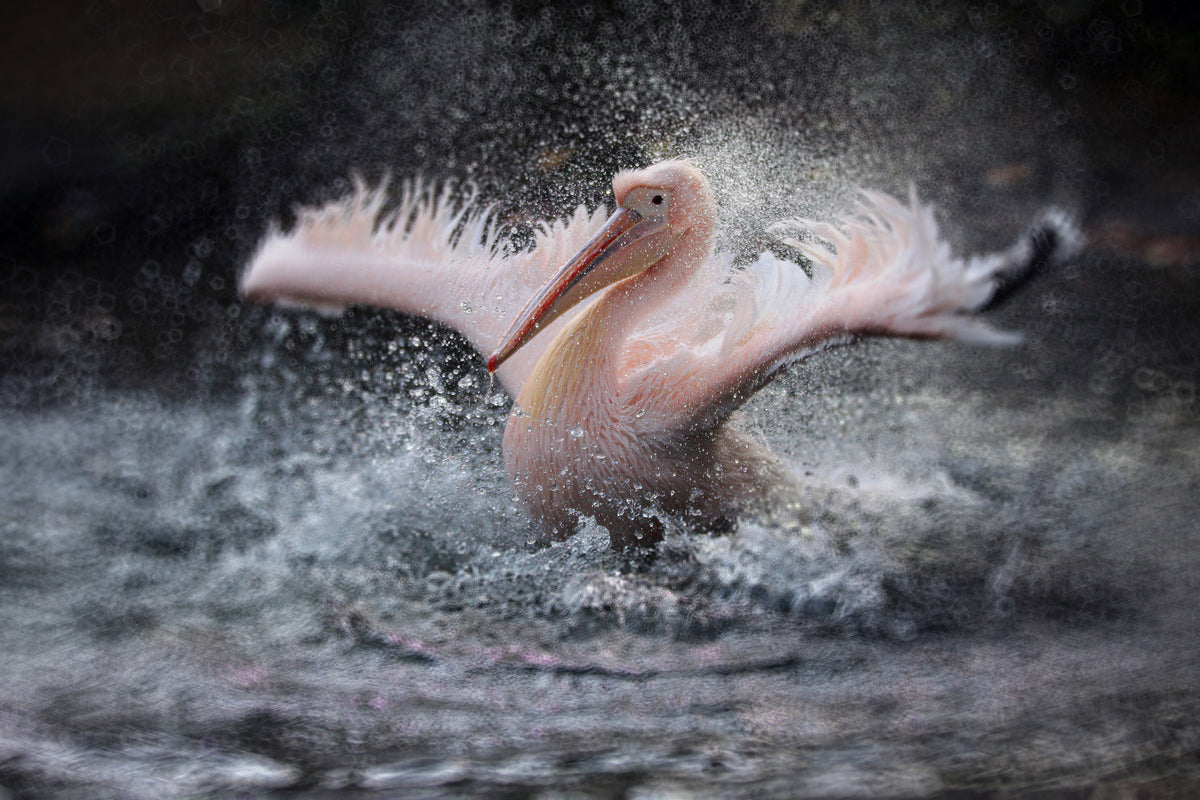 photo-wallpaper-bathing-fun