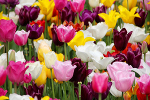 photo-wallpaper-colorful-tulip-field