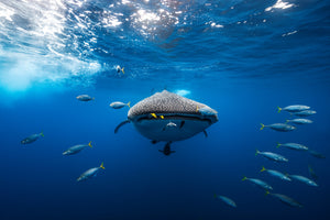 photo-wallpaper-under-the-waves