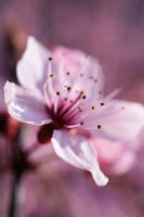 photo-wallpaper-adorable-cherry-blossom