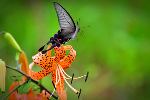 photo-wallpaper-the-tiger-lily-and-the-butterfly