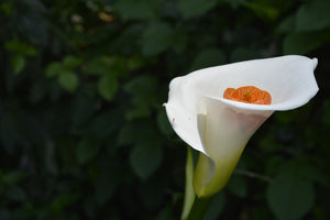 photo-wallpaper-xl-calla-in-white