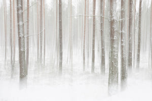 photo-wallpaper-winterforest-in-sweden-x