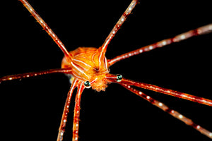 photo-wallpaper-spider-squat-lobster