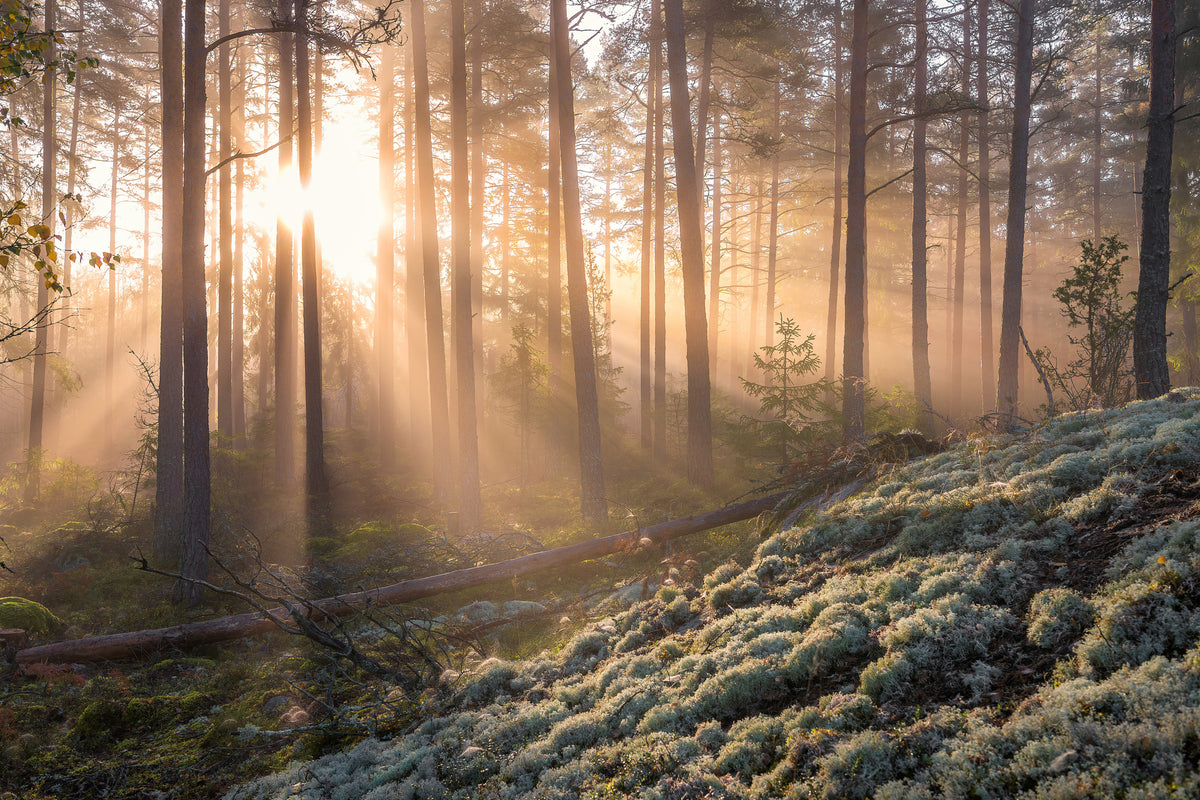 photo-wallpaper-foggy-morning-in-the-forest