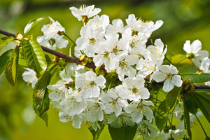 photo-wallpaper-white-flowers-in-xl