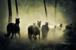 photo-wallpaper-horses-in-the-forest