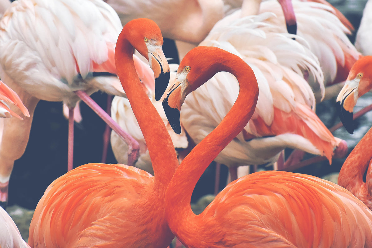 photo-wallpaper-colorful-flamingos