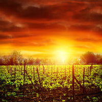 photo-wallpaper-the-vineyard-at-sunset