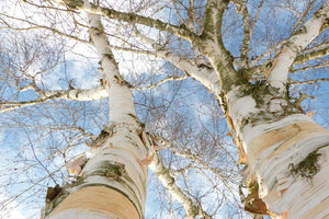 photo-wallpaper-the-2-birches