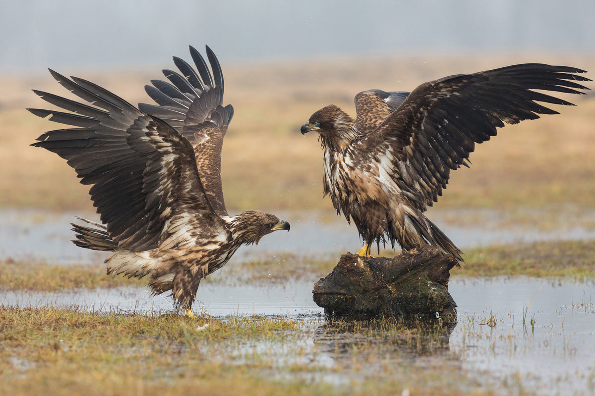 photo-wallpaper-open-wings