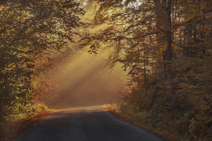 photo-wallpaper-sunbeams-in-the-forest