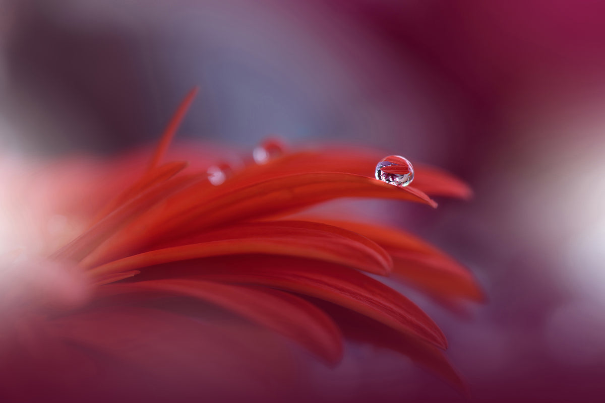 photo-wallpaper-red-passion