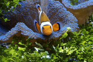 photo-wallpaper-cute-clownfish