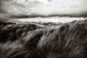 photo-wallpaper-dunes-of-grass-x