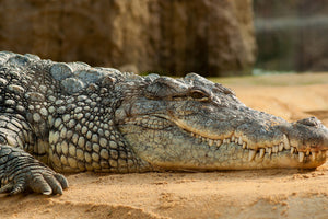 photo-wallpaper-the-nile-crocodile