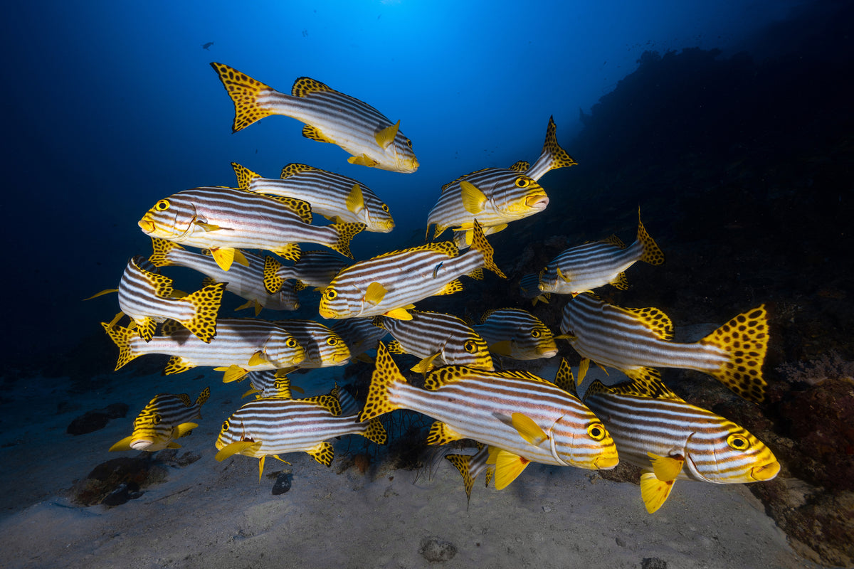 photo-wallpaper-fish-in-the-dance-of-the-waves