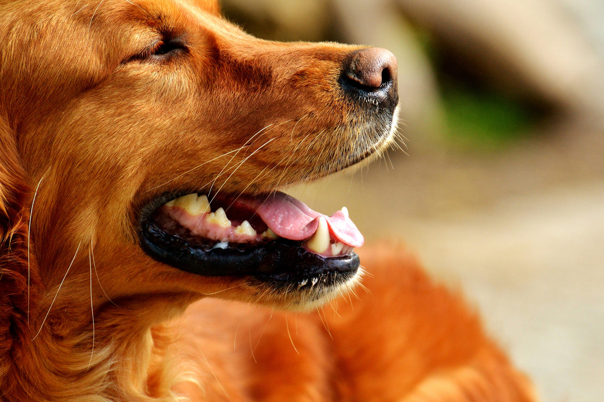 photo-wallpaper-irish-setter-muzzle