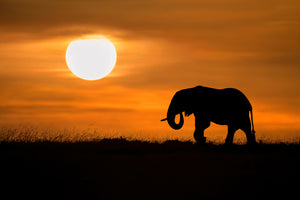 photo-wallpaper-elephant-at-dawn-x