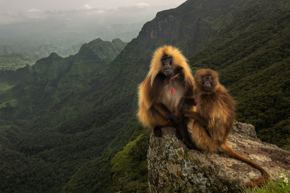 photo-wallpaper-gelada-baboons-xep