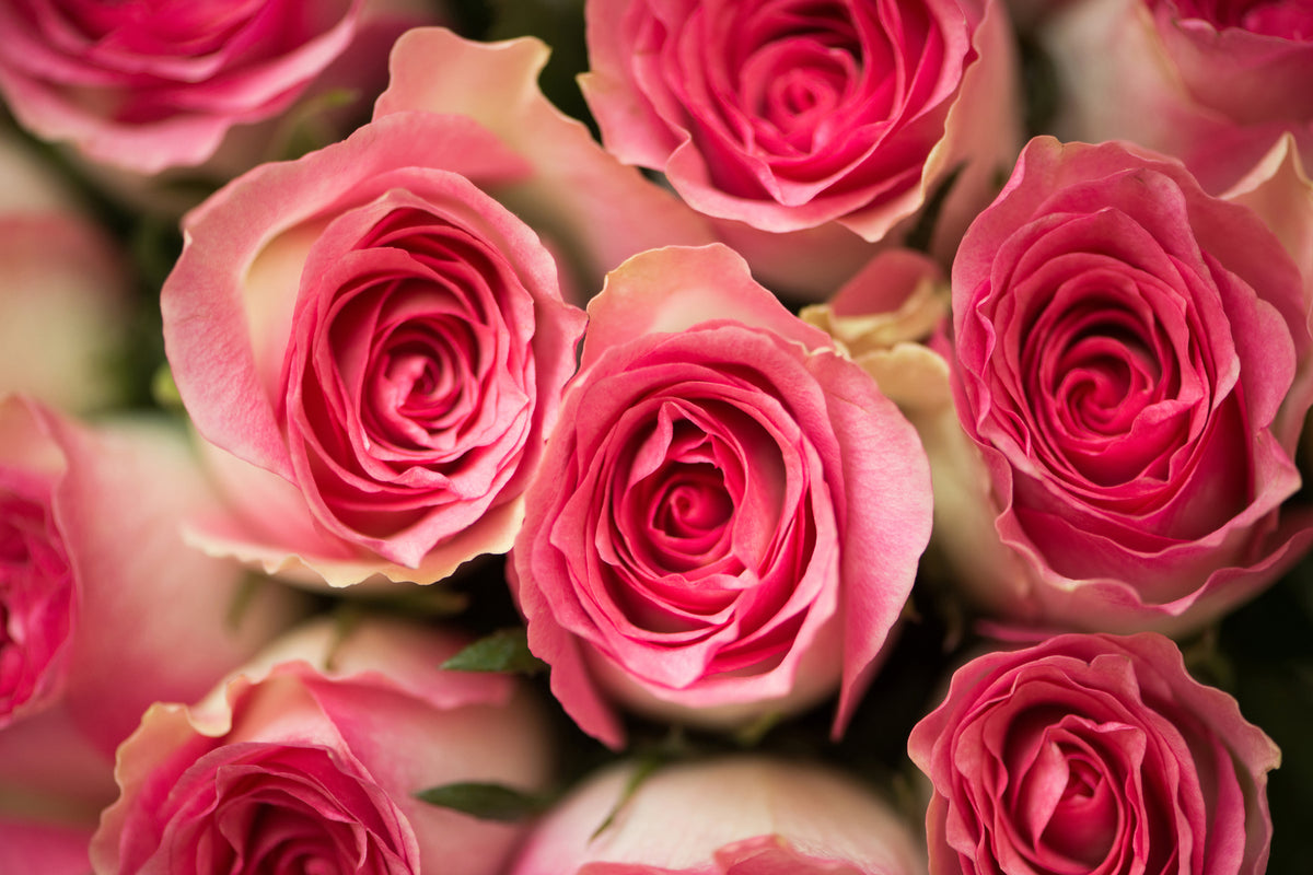 photo-wallpaper-rose-love