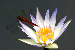 photo-wallpaper-the-dragonfly-on-the-flower