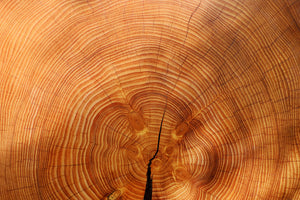 photo-wallpaper-tree-rings