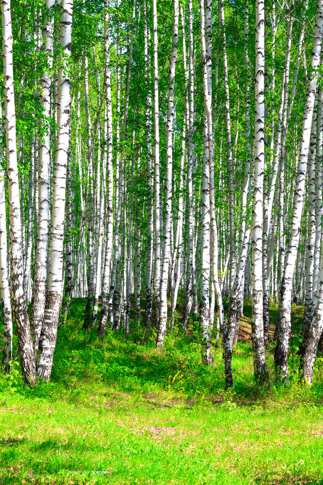 photo-wallpaper-the-birch-forest-in-summer