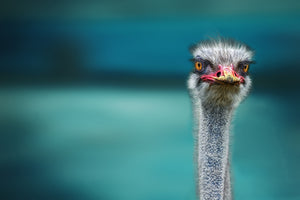 photo-wallpaper-blue-meets-ostrich