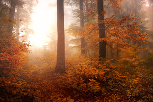 photo-wallpaper-autumn-xpi