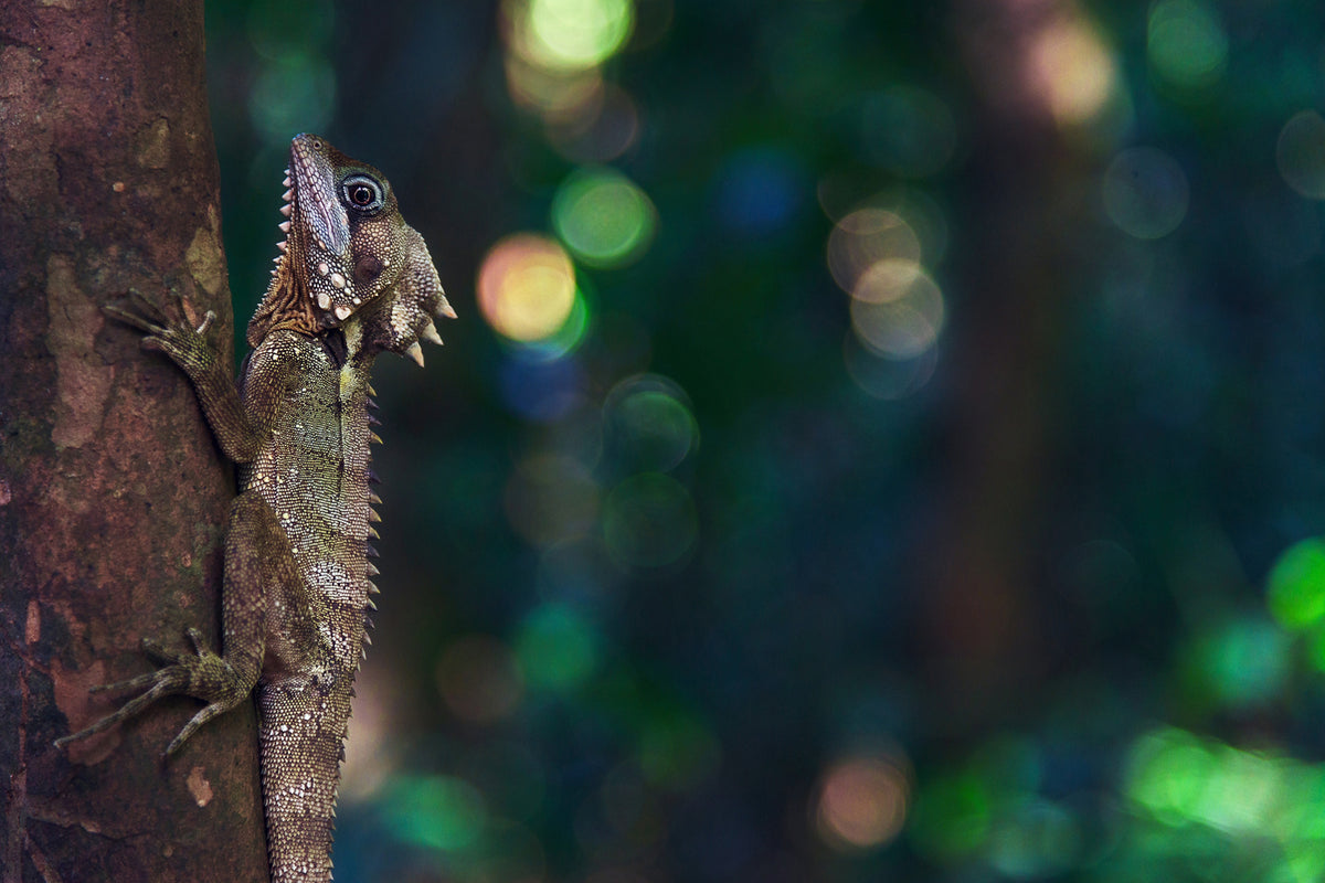 photo-wallpaper-the-lizard