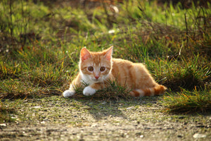 photo-wallpaper-kitten-in-nature