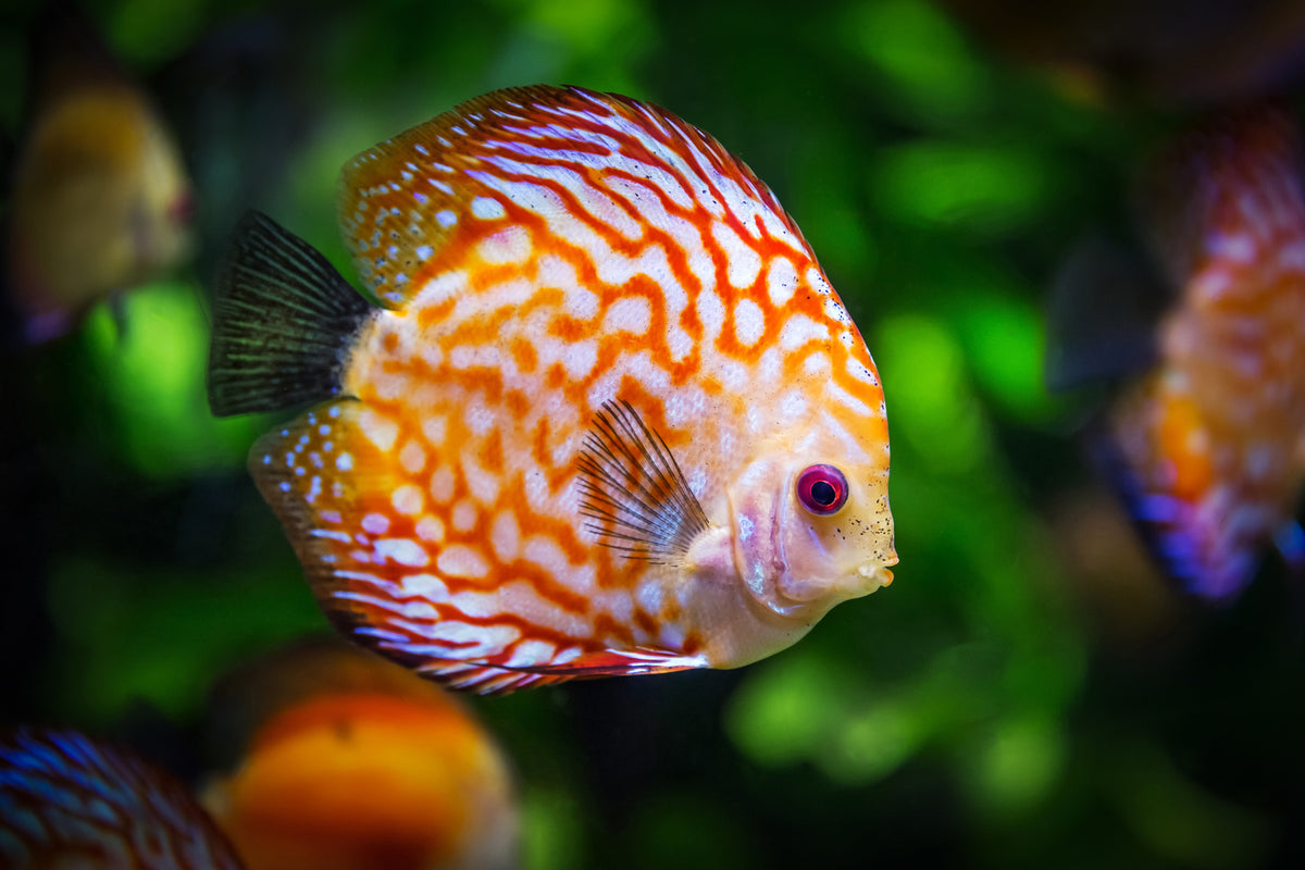 photo-wallpaper-the-discus-fish