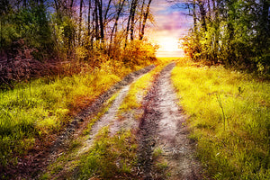 photo-wallpaper-the-forest-path