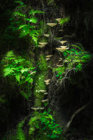 photo-wallpaper-mushroom-wall