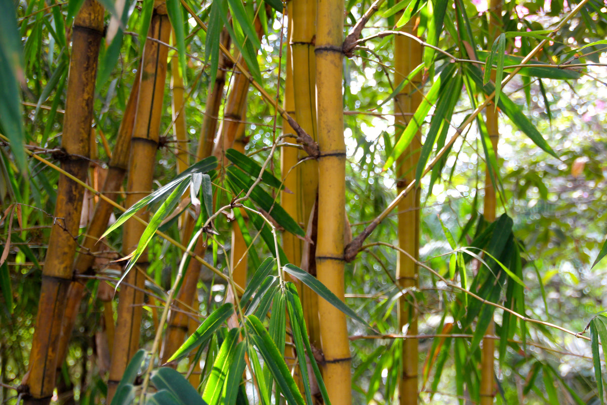 photo-wallpaper-wild-bamboo