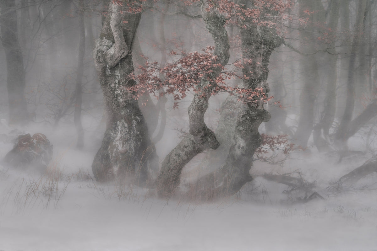 photo-wallpaper-trees-in-the-blizzard-x