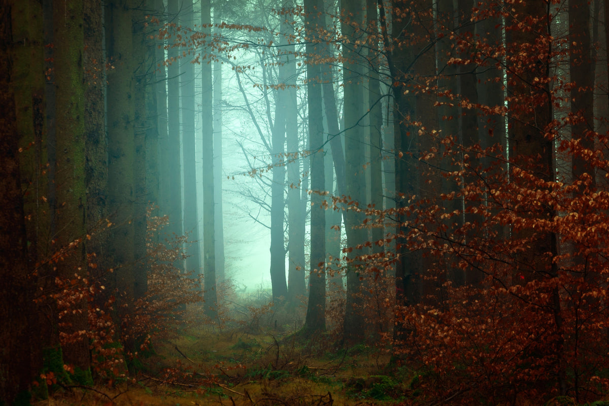 photo-wallpaper-mood-in-the-forest