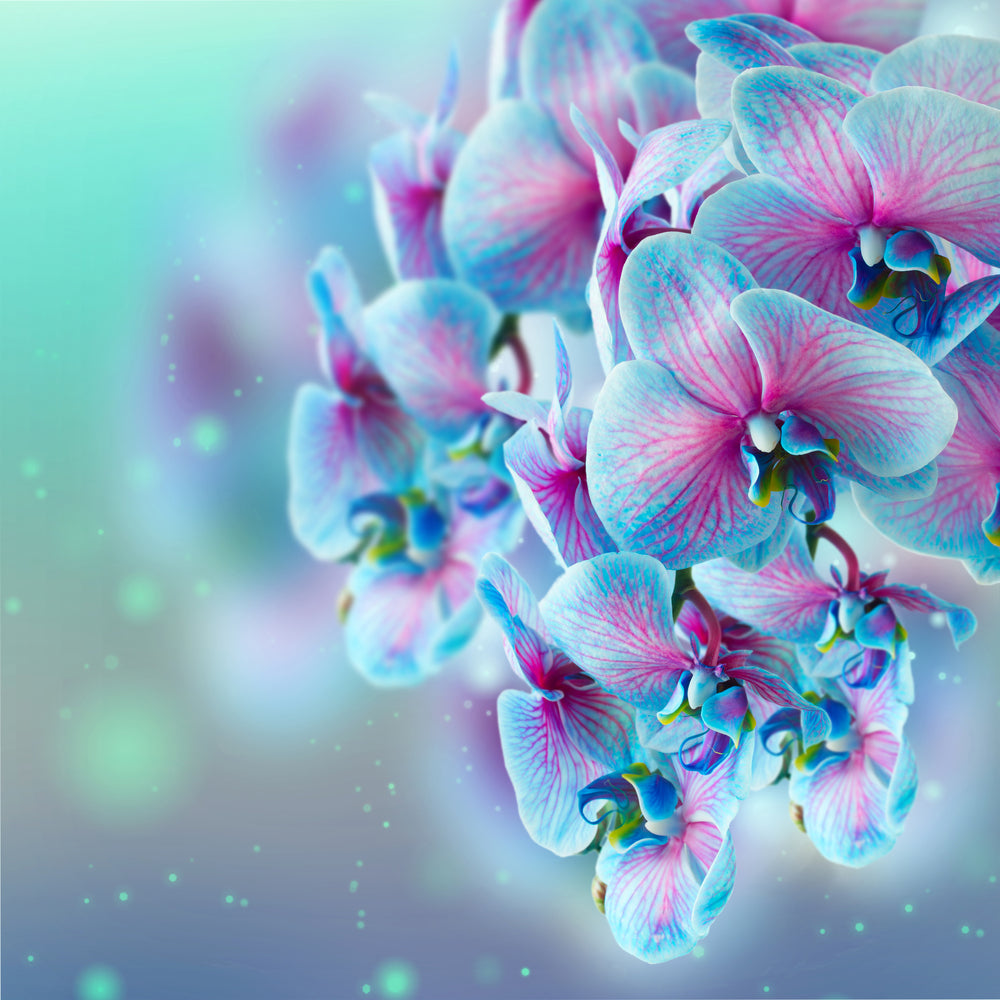 photo-wallpaper-colored-orchids