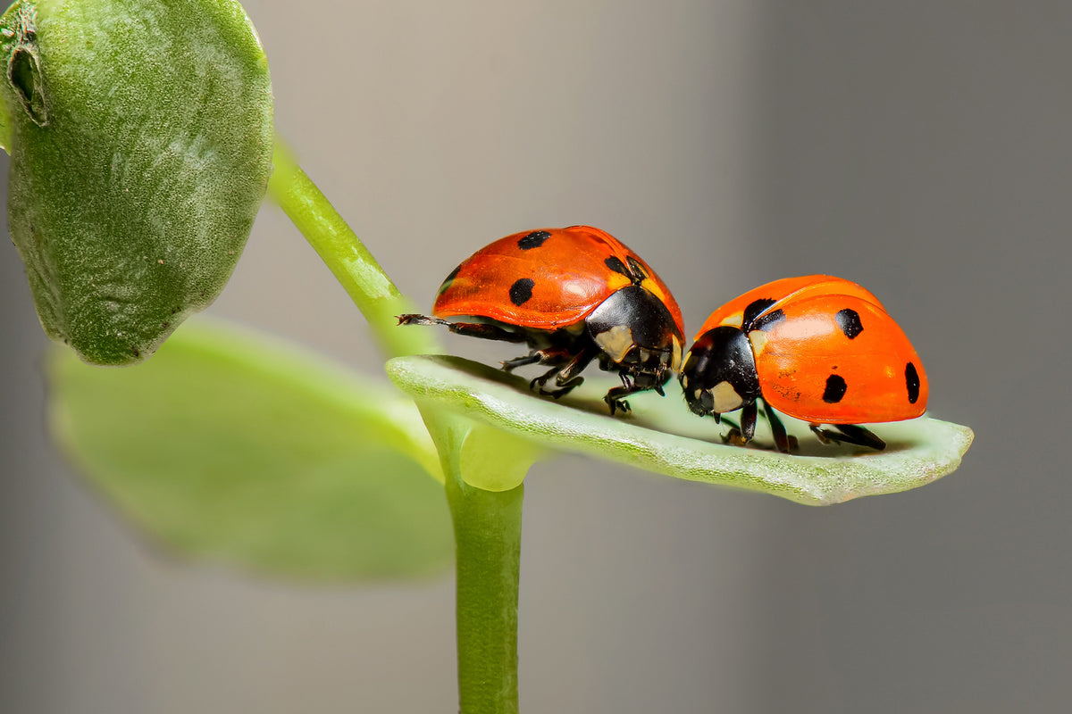 photo-wallpaper-2-ladybirds