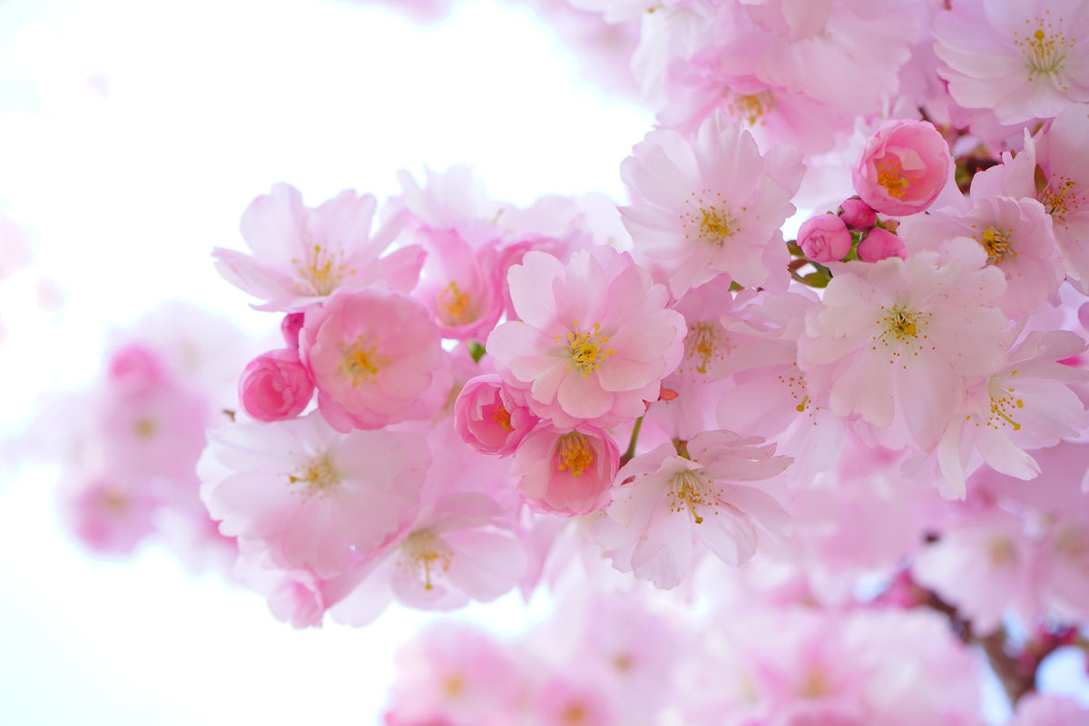 photo-wallpaper-japanese-cherry-blossom-xl