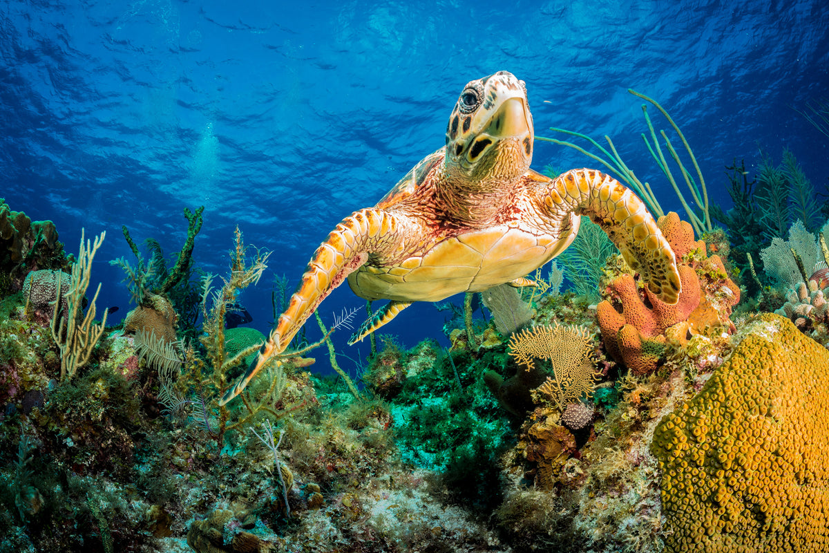 photo-wallpaper-turtle-in-the-reef