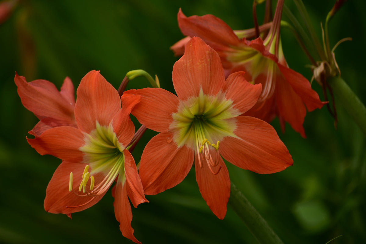 photo-wallpaper-lilies-in-orange