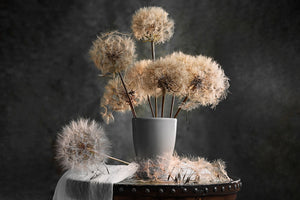 photo-wallpaper-dandelion-seed-pod-x