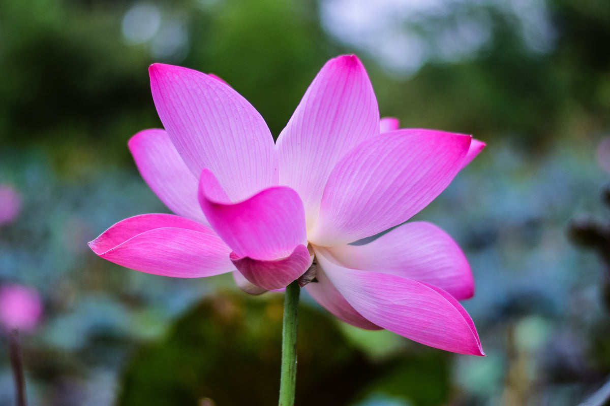 photo-wallpaper-beautiful-lotus