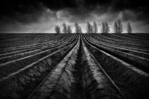 photo-wallpaper-flanders-fields-iii-x